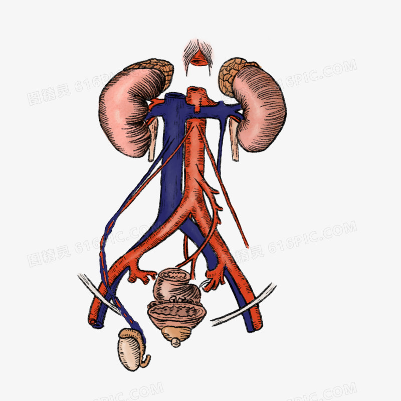 手绘腹盆腔肾及血管等器官解剖元素