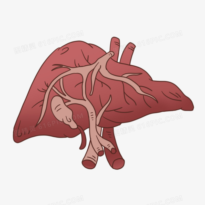 卡通手绘肝脏免抠元素