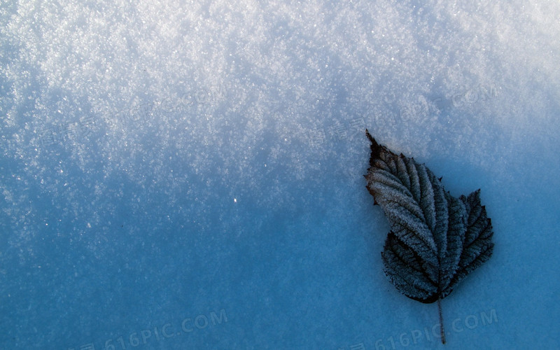 蓝色雪地墙面高清黑色树叶