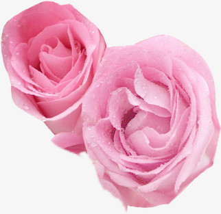 粉色玫瑰花朵植物盛开分层