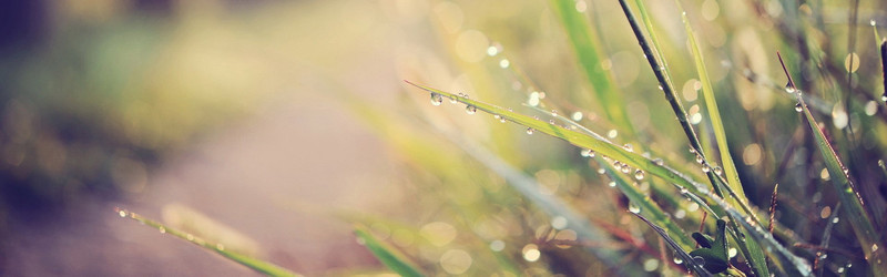 雨滴青草户外清新背景