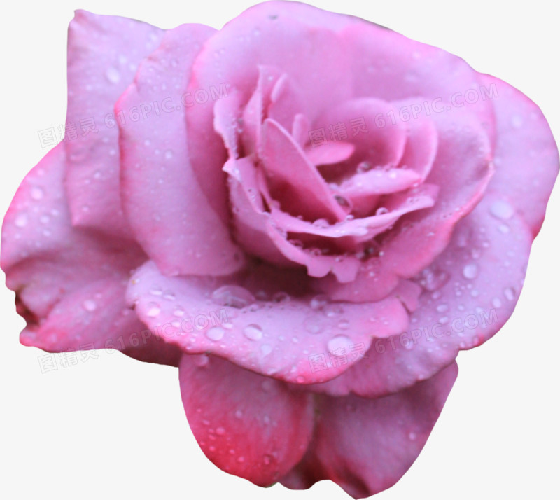 水珠粉色玫瑰