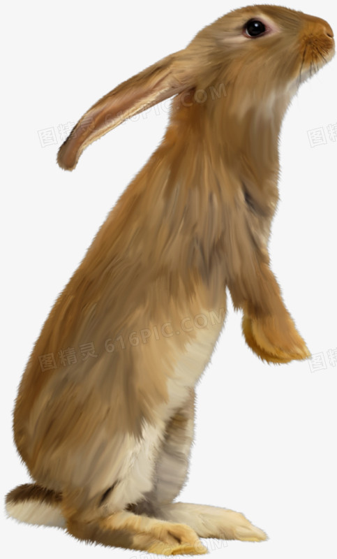油画的兔子