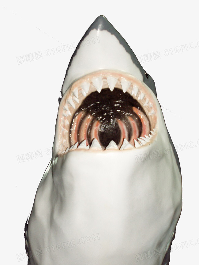 恐怖的大鲨鱼