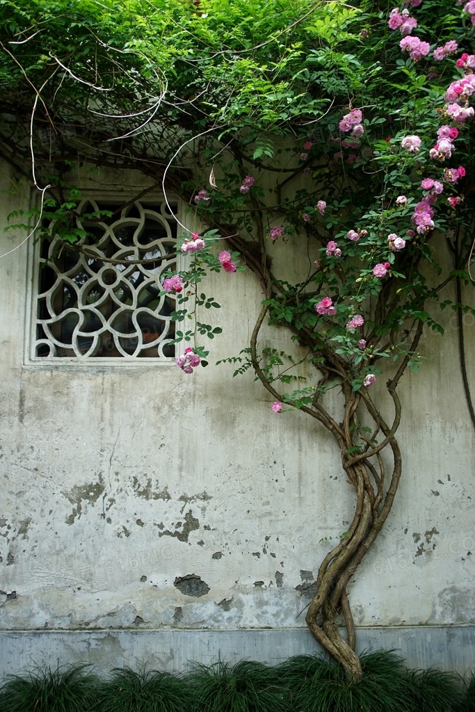 绿色植物粉色花朵