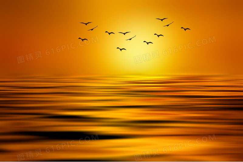 落日海面海鸥成群