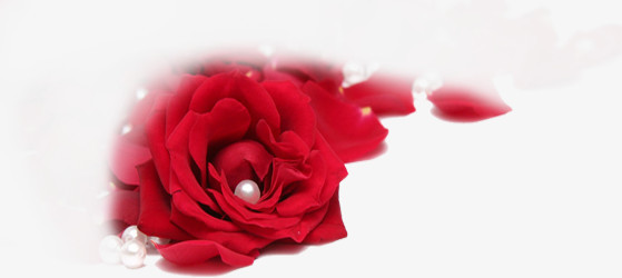 红色鲜红玫瑰珍珠