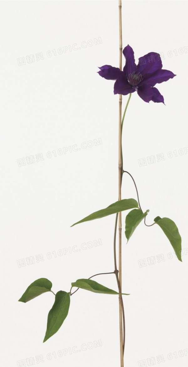 紫色花卉高清摄影图片
