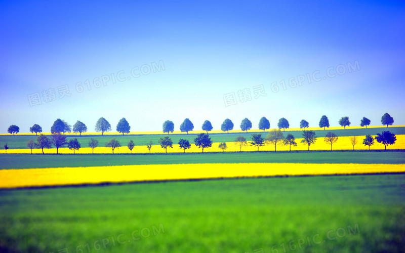 蓝天黄色麦田绿地海报背景