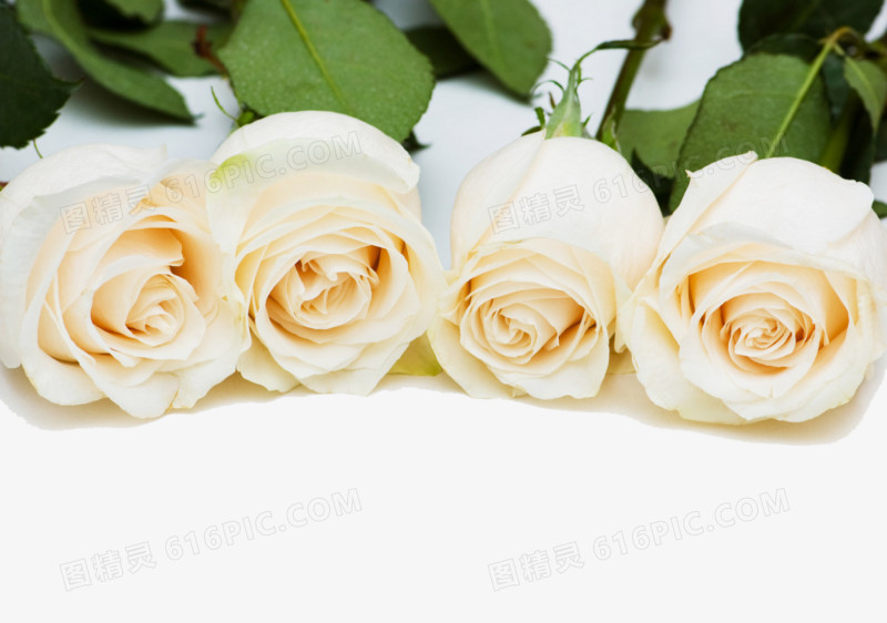 四朵唯美白色玫瑰花素材