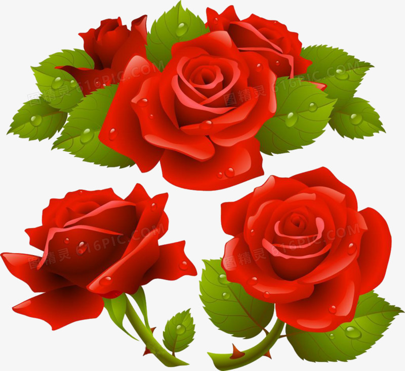 红玫瑰和绿叶水珠