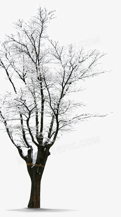 树枝冬季雪景图片