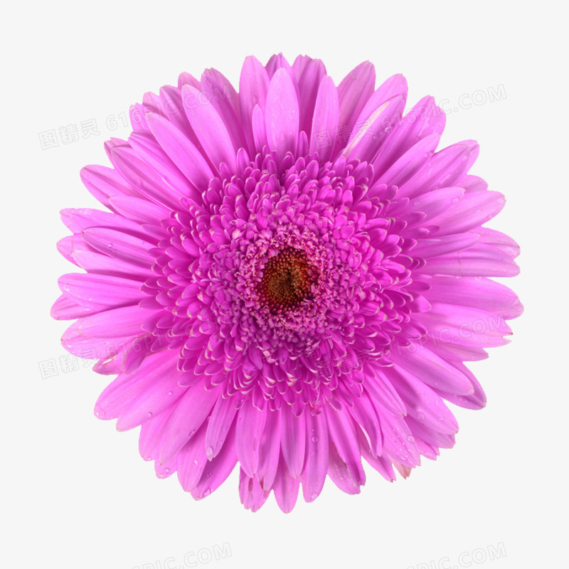 花卉图案素材鲜花psd素材  紫色唯美花