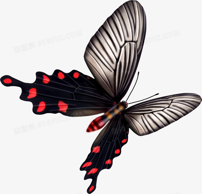 展翅飞翔黑色蝴蝶