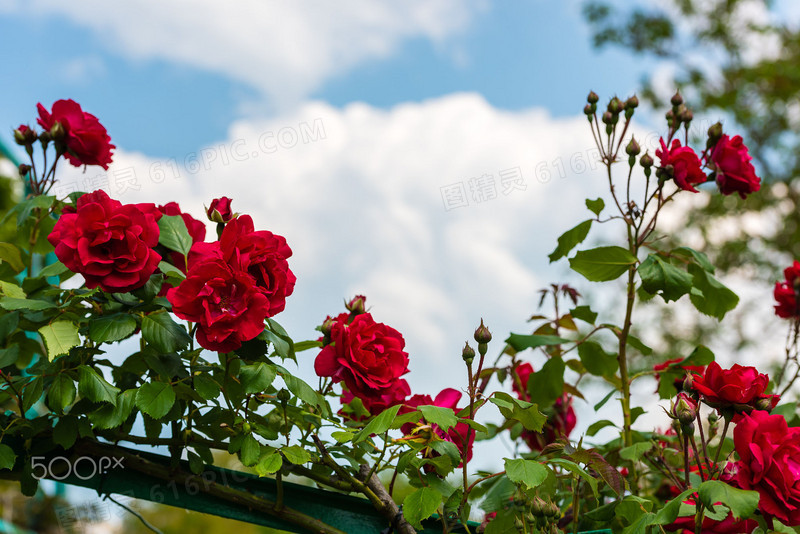 红色鲜艳热情玫瑰花