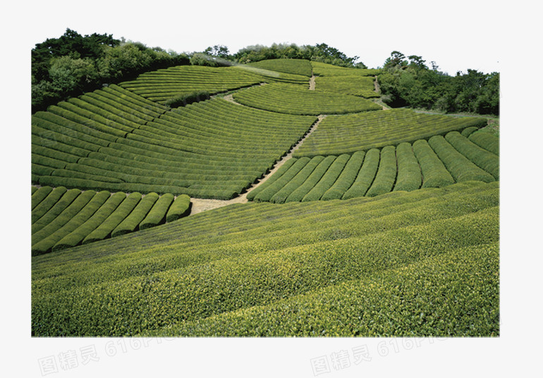 农田梯田背景