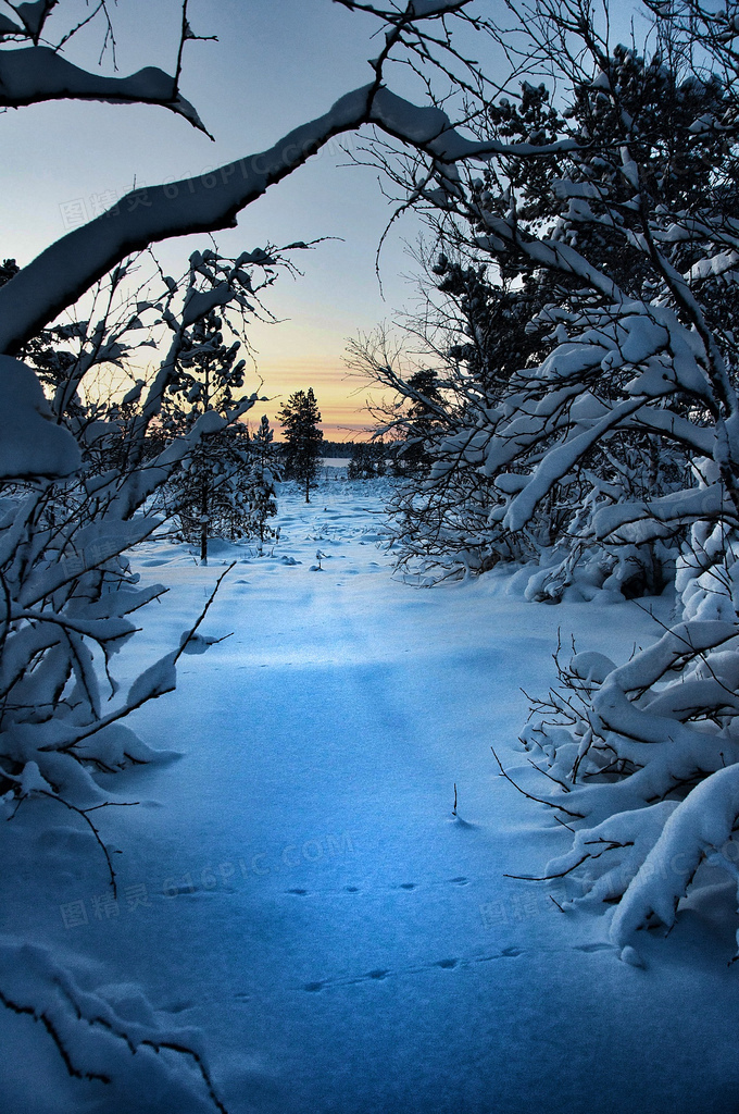 夕阳雪后树林壁纸