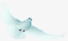 白鸽展翅飞翔图片