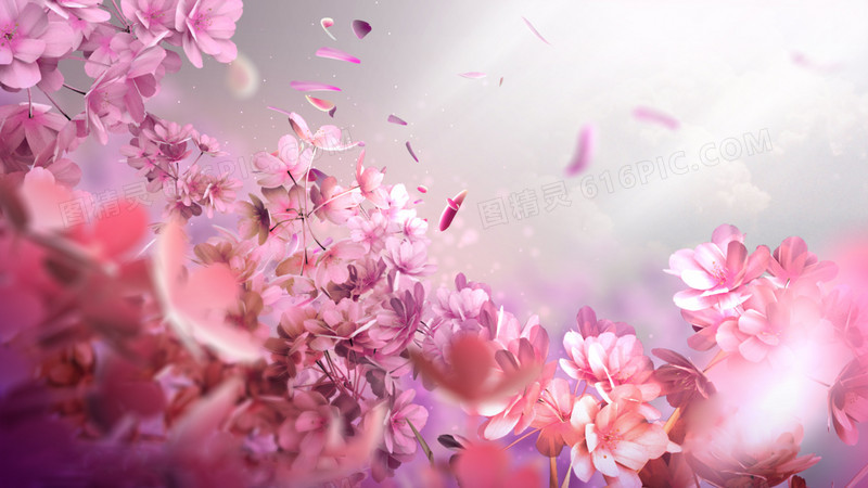 粉色花朵飘落唯美