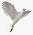 可爱飞翔纯洁白鸽