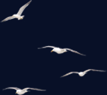 飞翔白色海鸥