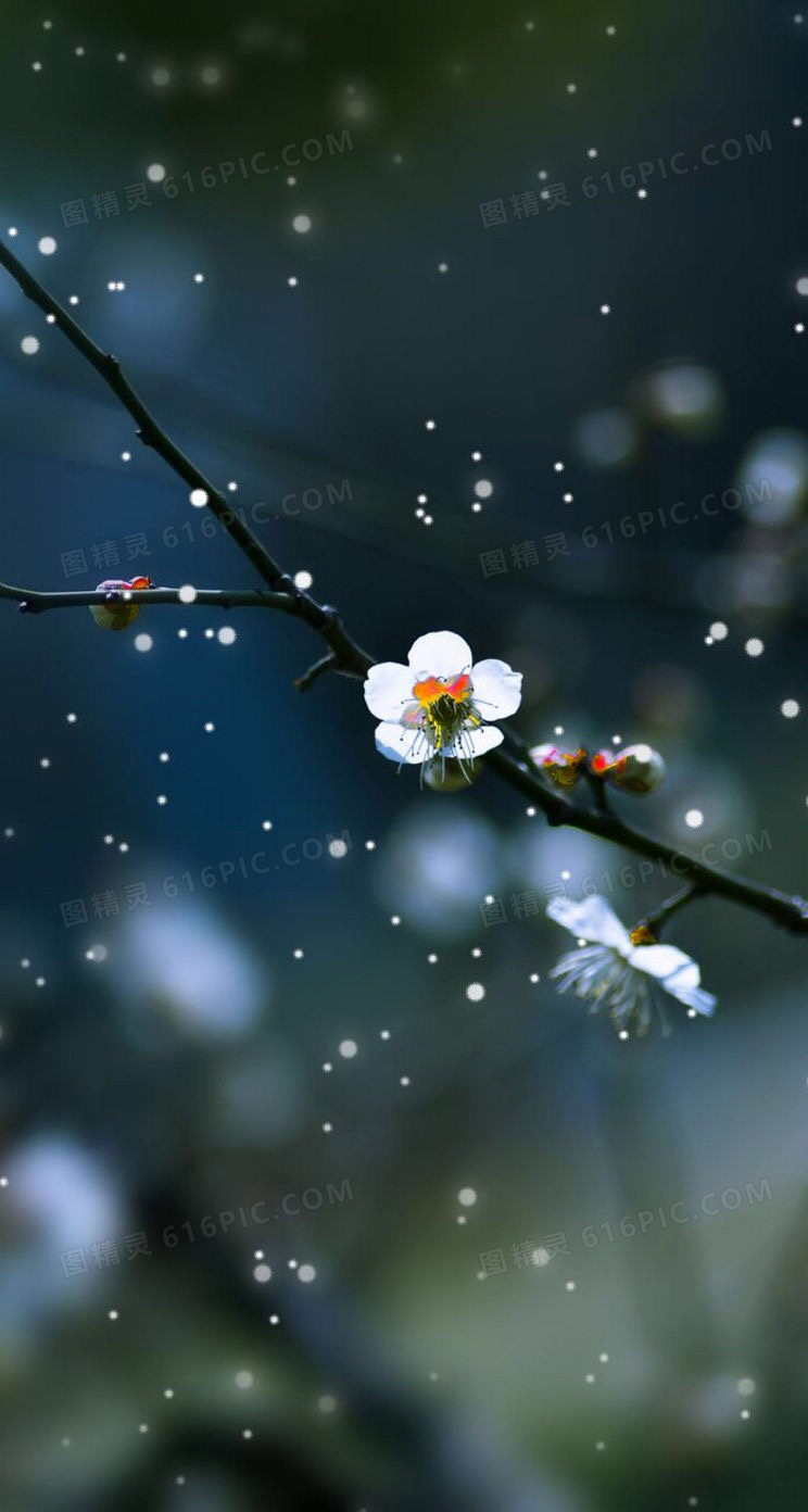 傲梅暗香雪花飘舞