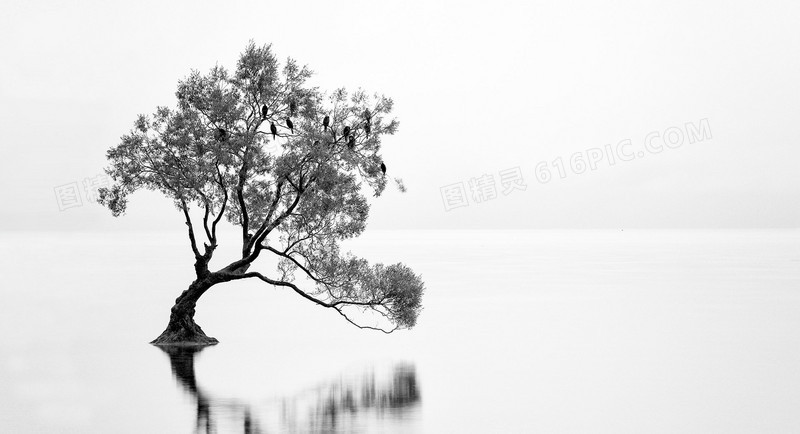湖面上的大树高清壁纸