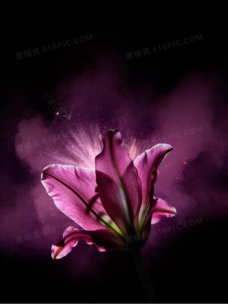 紫色发光百合花卉