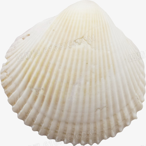 shell