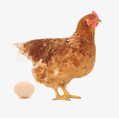 母鸡孵化一至2I天的图图片