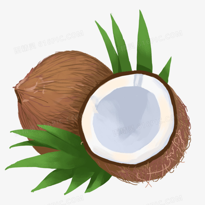 手绘椰子免抠元素