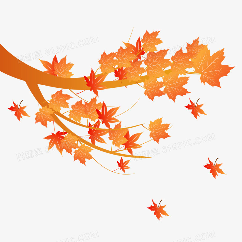手绘立秋枫叶树枝素材