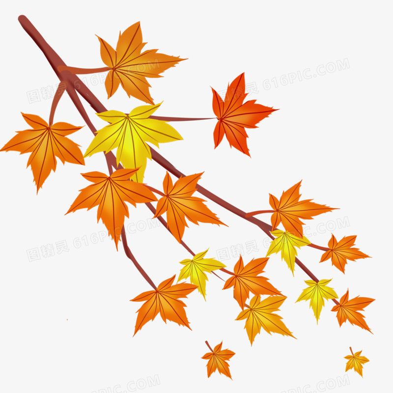 手绘立秋枫叶树枝面孔库素材