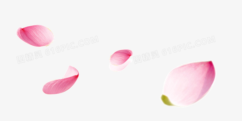 粉色花瓣漂浮