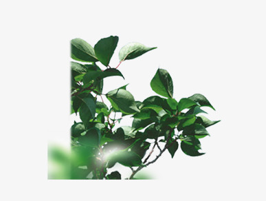 绿叶发光装饰