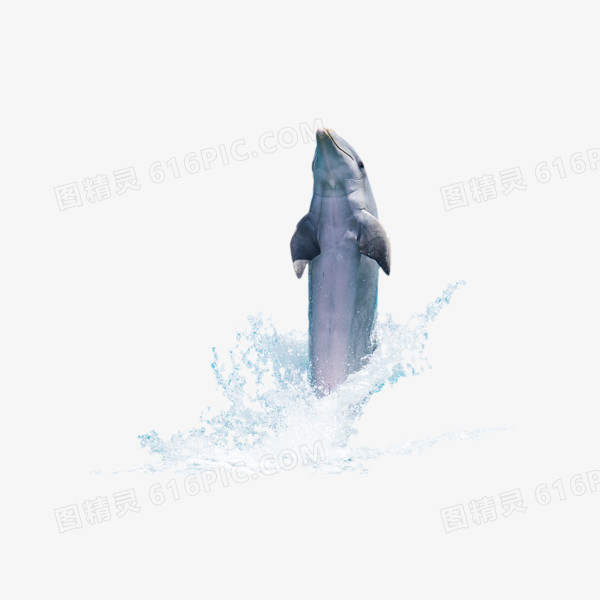 出水的海豚