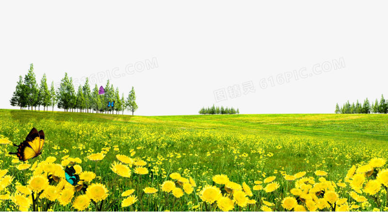 黄色野菊花山坡背景素材