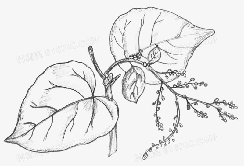 铅笔手绘花朵