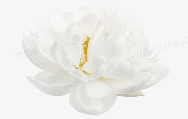 白色高清花朵护肤品装饰