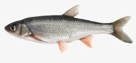 银白色细长鱼素材