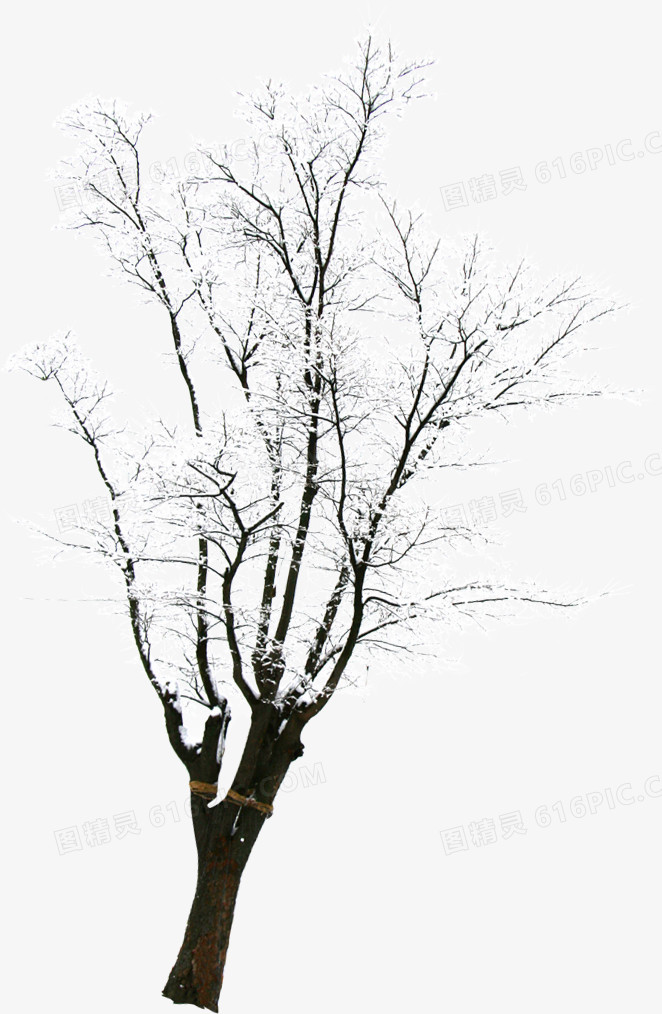高清白色雪花树枝