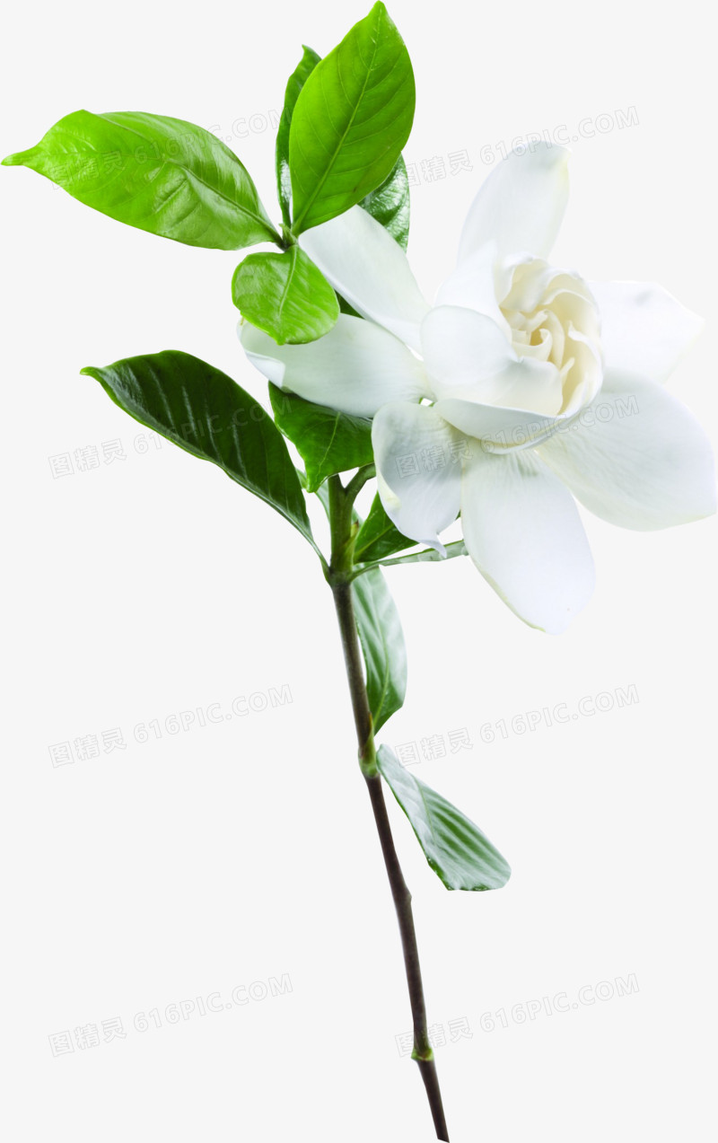 高清摄影白色的茉莉花树叶
