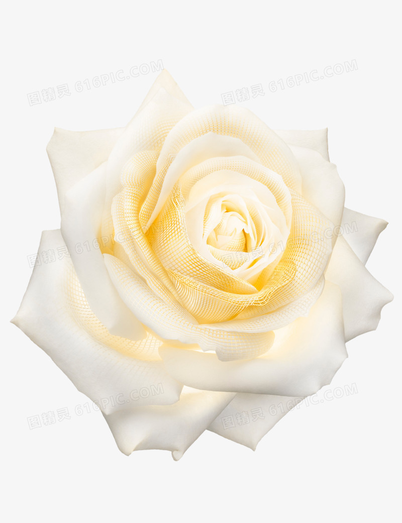 创意手绘合成白色玫瑰