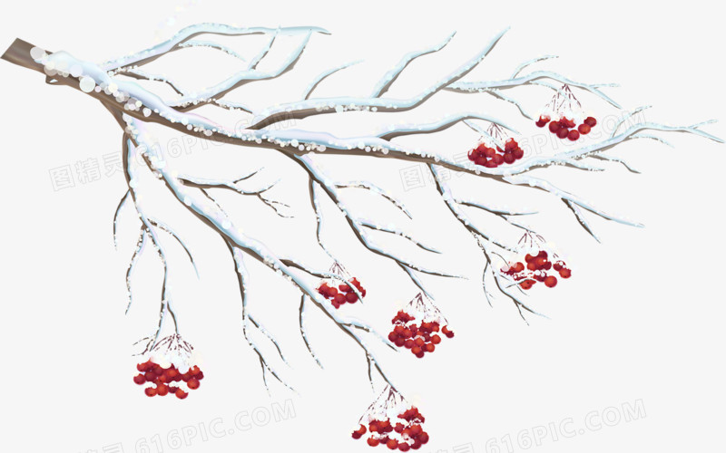 雪花树枝小红果