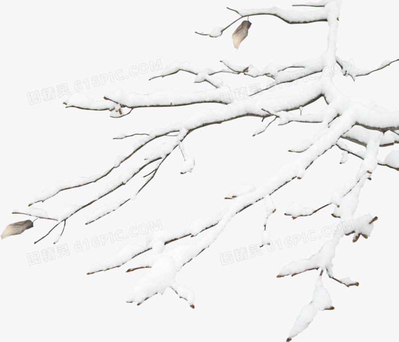 高清摄影合成白色的雪花树枝