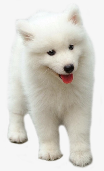 白色的小狗狗萨摩耶