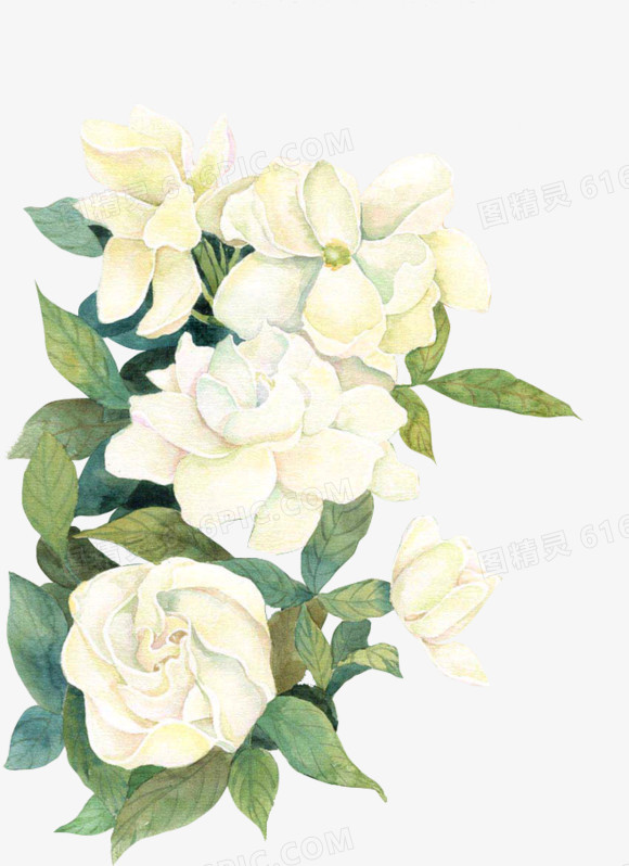 白色花朵手绘牡丹花