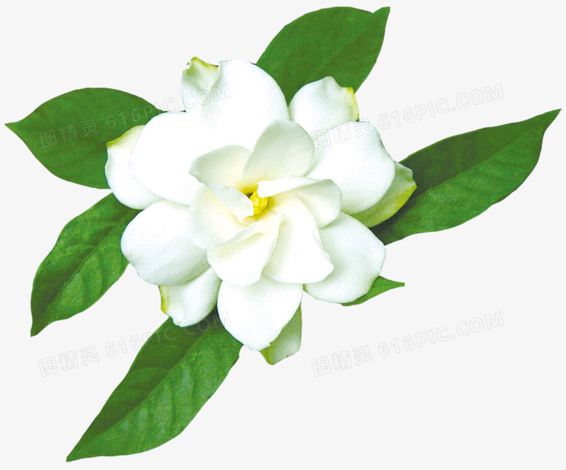 茉莉花朵白色茉莉