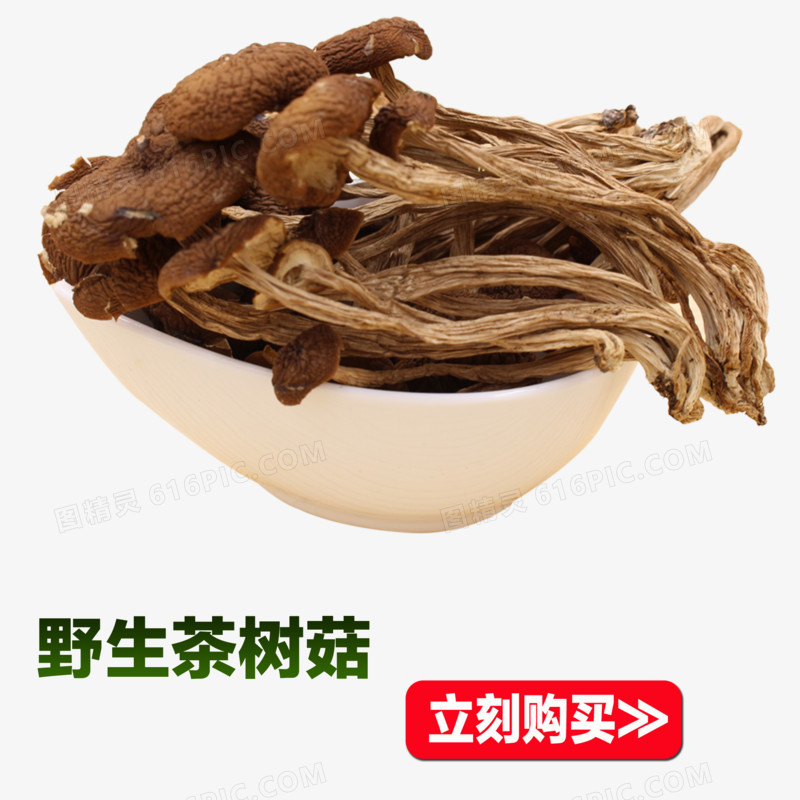 野生茶树菇