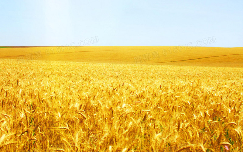 金色稻谷宽屏背景
